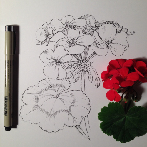 500x500 Drawing Illustration Art Artists On Tumblr Botanical Noel Badges