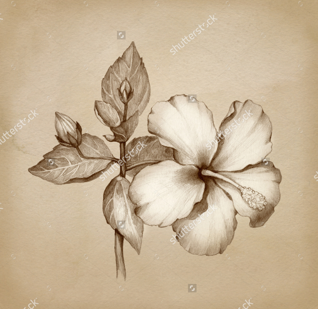 620x604 Flower Drawings, Sketches Design Trends