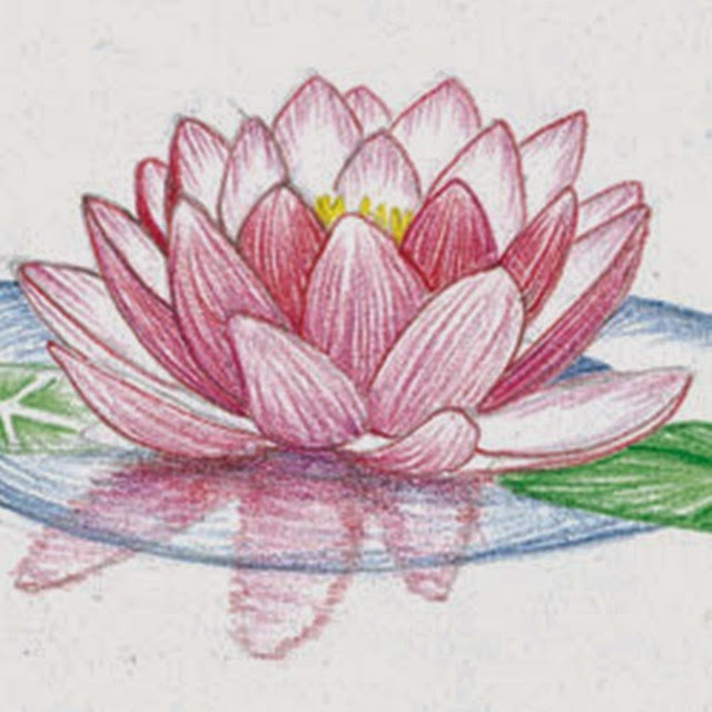 640x640 Flowers Drawings Pictures Many Flowers