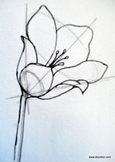 236x330 How To Draw Flowers