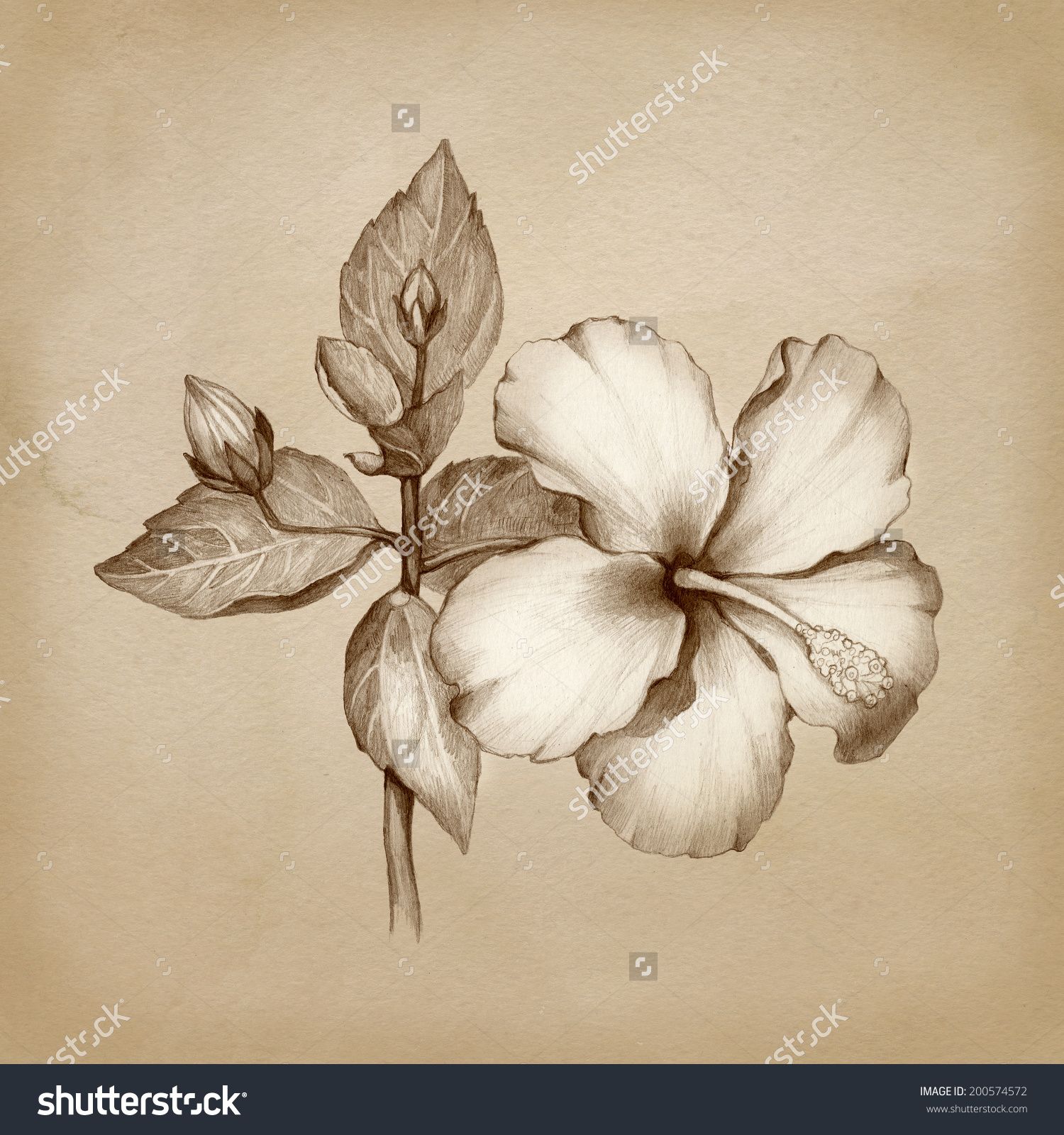 1500x1600 Oleander Pencil Sketch