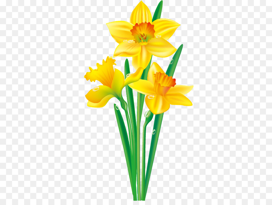 900x680 Daffodil Flower Drawing Clip Art