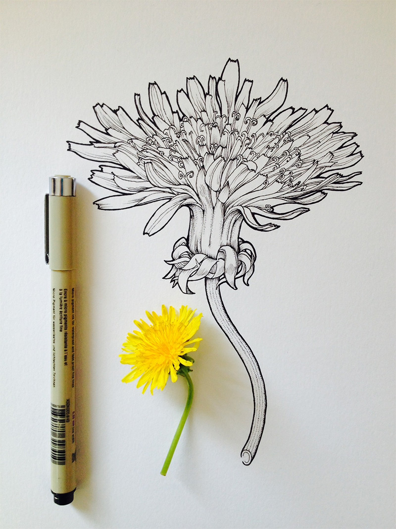 800x1067 Eletragesi Daisy Tumblr Drawing Images