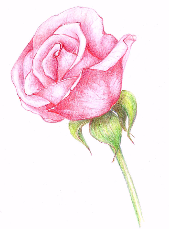 660x893 35 Beautiful Flower Drawings And Realistic Color Pencil Drawings