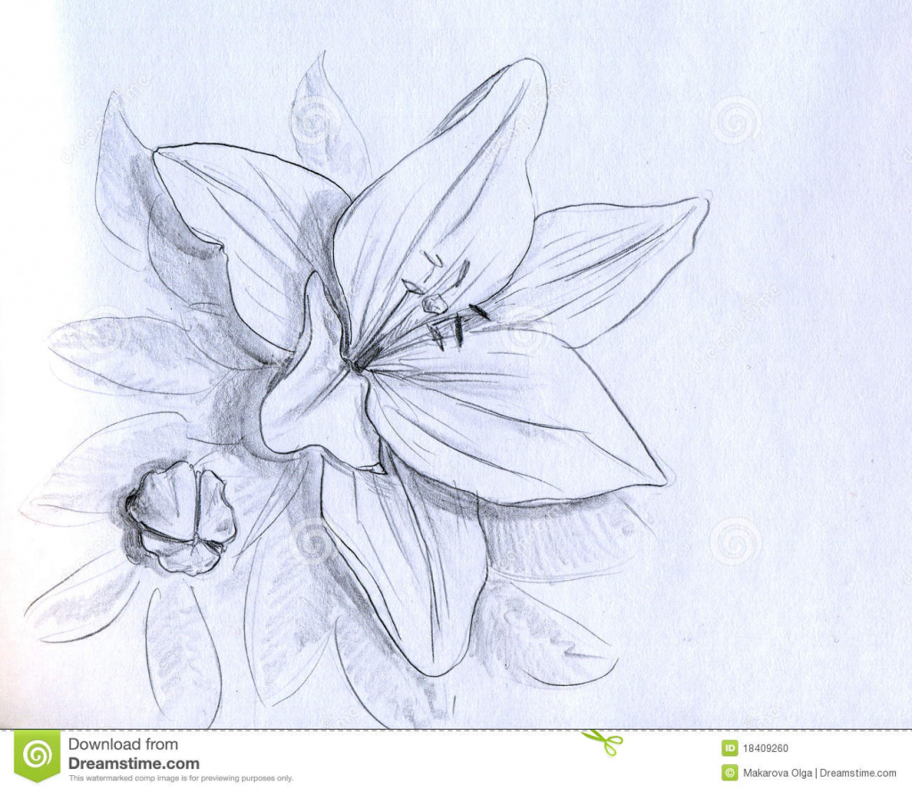 1024x889 3d Flowers Pencil Drawing Amazing Pencil Drawings Of Flowers