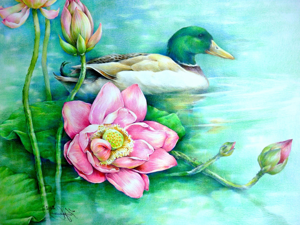 1024x768 Colour Pencil Drawing Colour Pencil Drawing Of Flowers Pencil