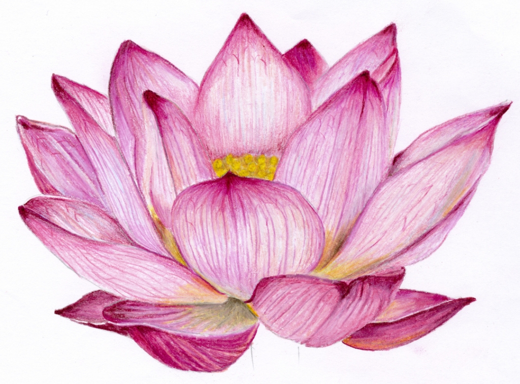 1024x758 Drawings Of Lotus Flowers Lotus Flower Pencil Drawing Flower