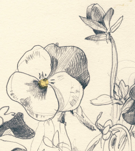 570x635 Pansies Flowers