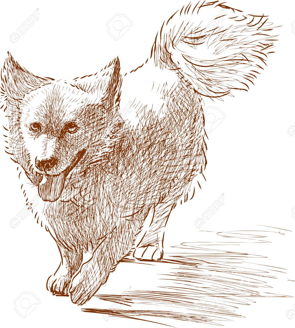 1170x1300 Sketch Of A Small Fluffy Dog Royalty Free Cliparts, Vectors,
