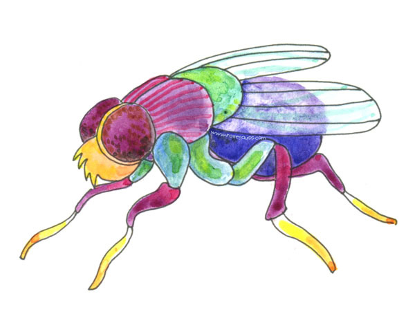 600x467 H Is For House Fly.