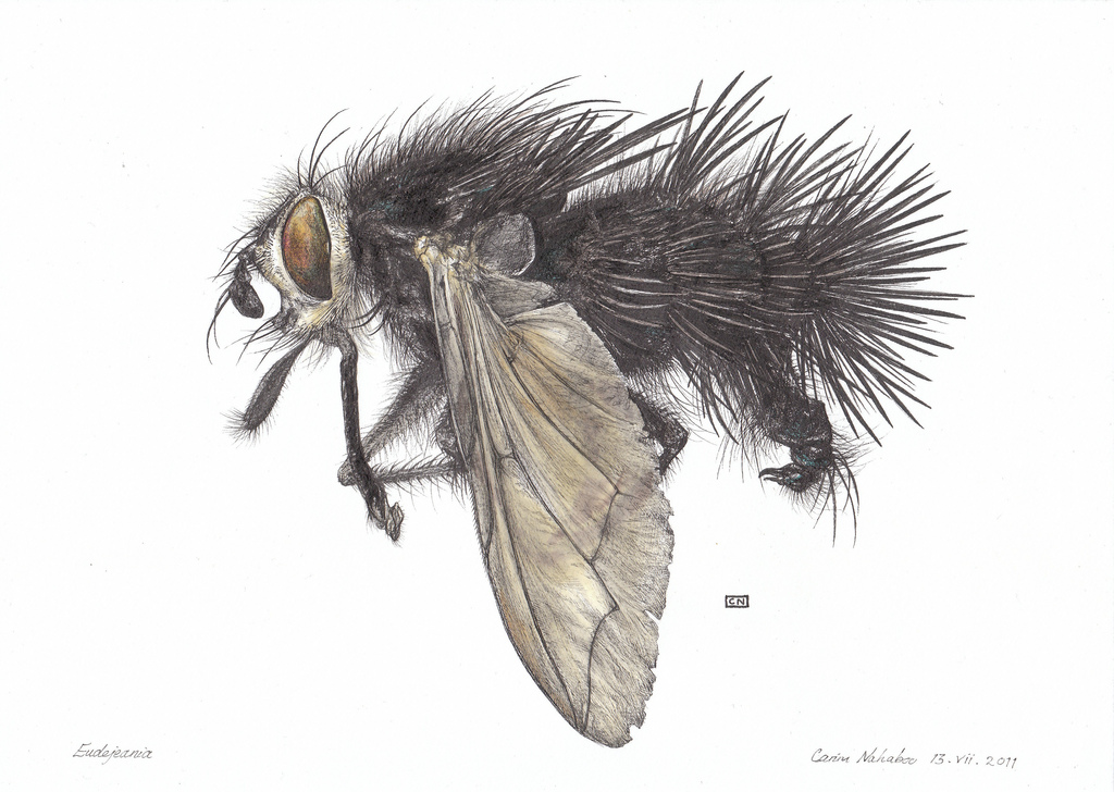 1024x728 Tachinid Fly Drawing Fine Black Pen, Permanent Markers