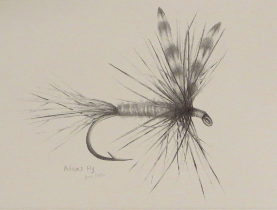 570x431 Fly Fishing Drawing Adams Fly Pattern Print Fishing Art