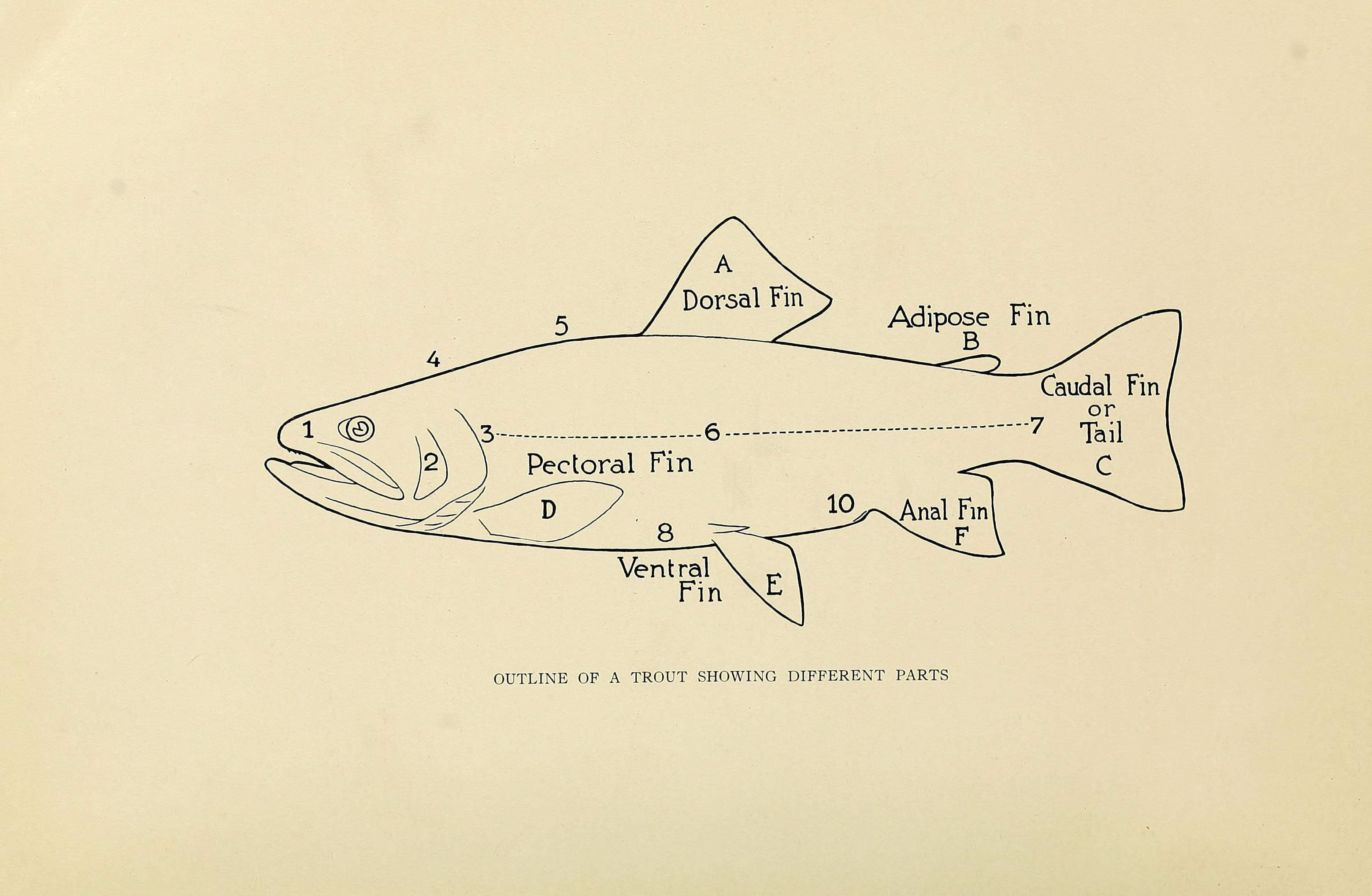 3114x2033 Filetrout Fly Fishing In America (6308549575).jpg