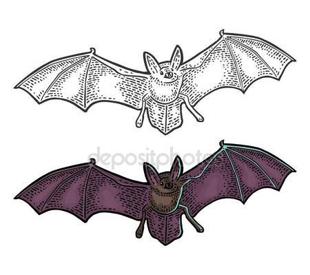 450x399 Bat, Black And White Stylized Ornamental Symmetric Drawing