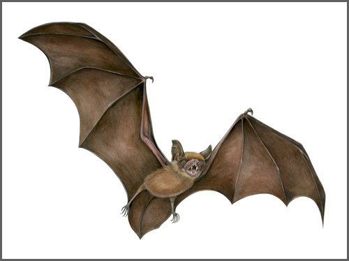 500x374 Big Brown Bat The Art Of Mindy Lighthipe