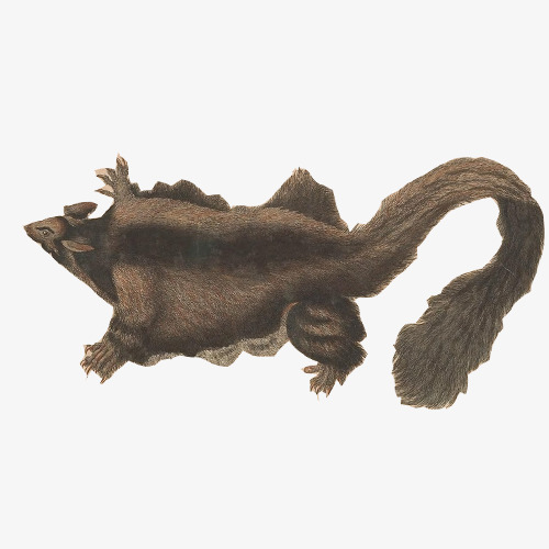 500x500 Flying Mouse Hand Drawing Material Picture, Rodents, Mouse, Flying