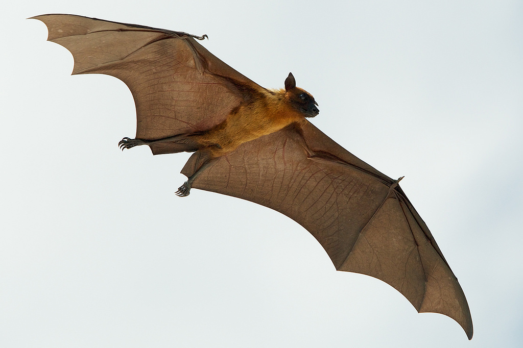 1024x682 Fruit Bat