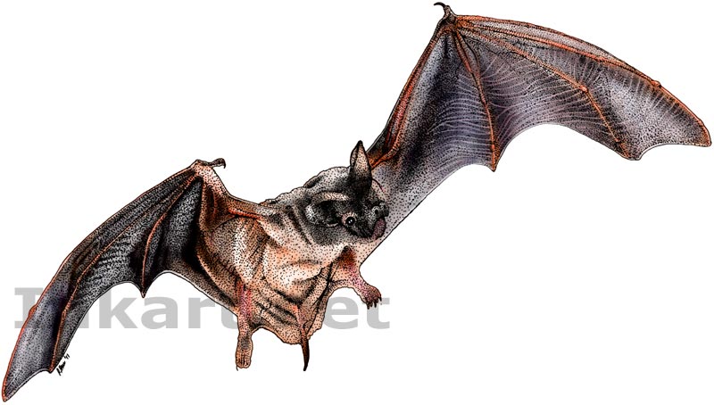 800x454 Mexican Free Tailed Bat Stock Art Illustration