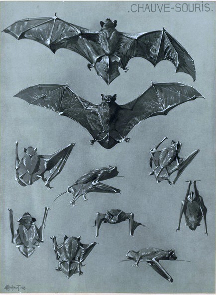 434x591 Vintage Bat Printables Halloween Bats, Animal