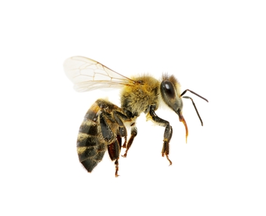 384x312 Honeybee