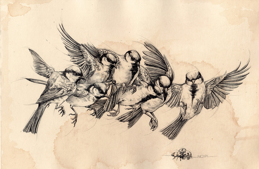 1024x669 Bird Flying Study By Noiaillustration