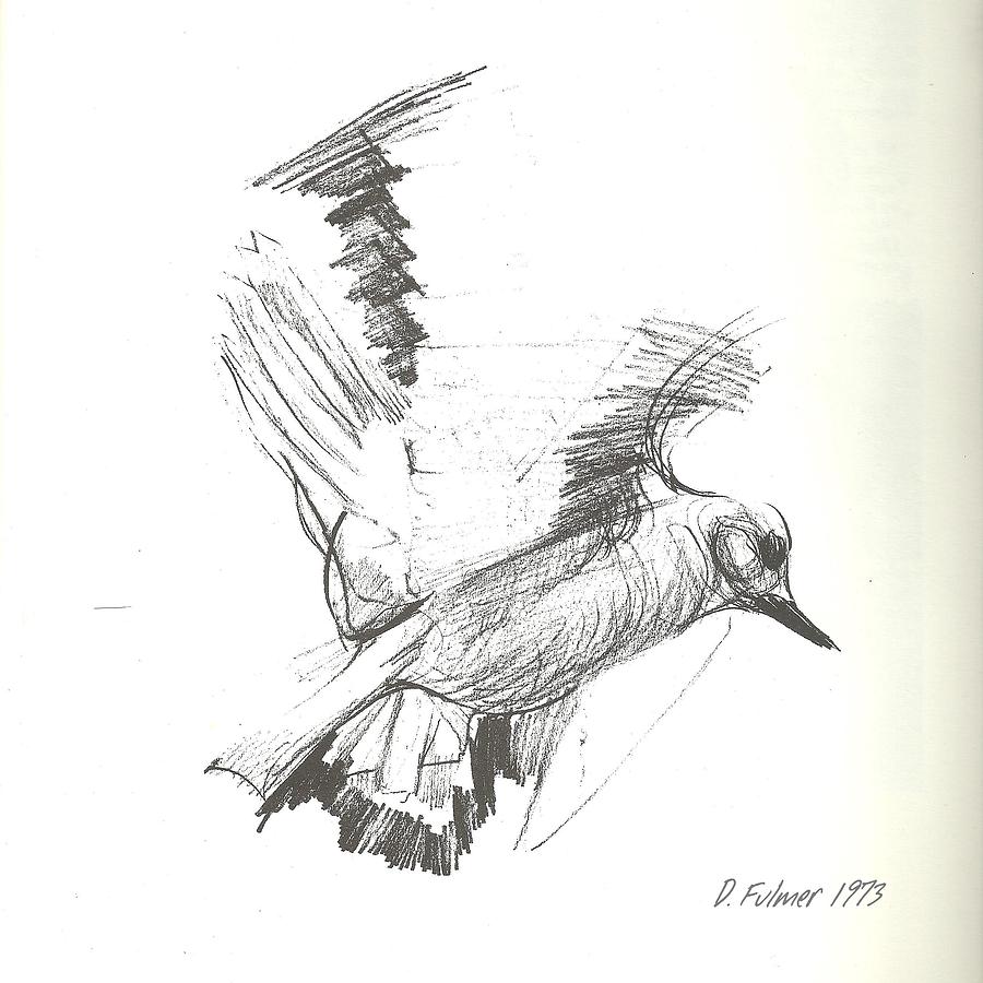 900x900 Flying Bird Sketch Drawing By Denise Fulmer