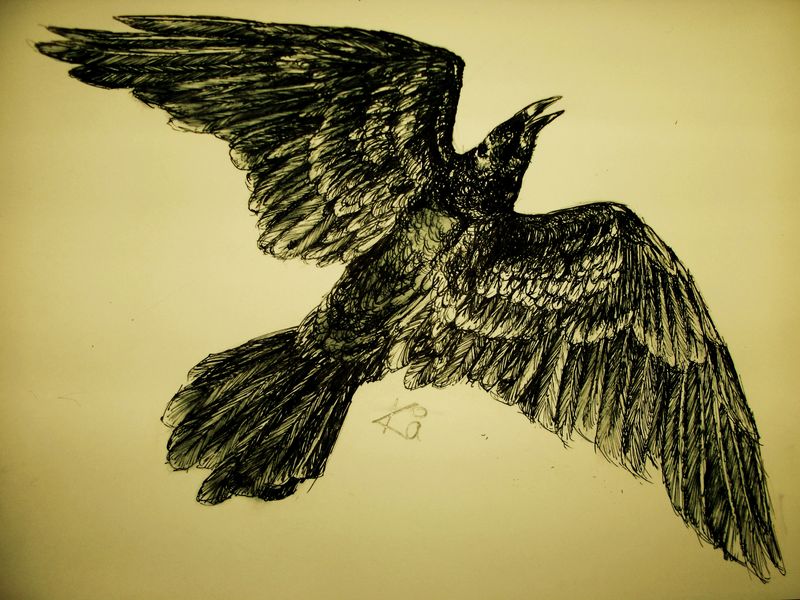 800x600 Aerial View Flying Crow Prospective Tattoos