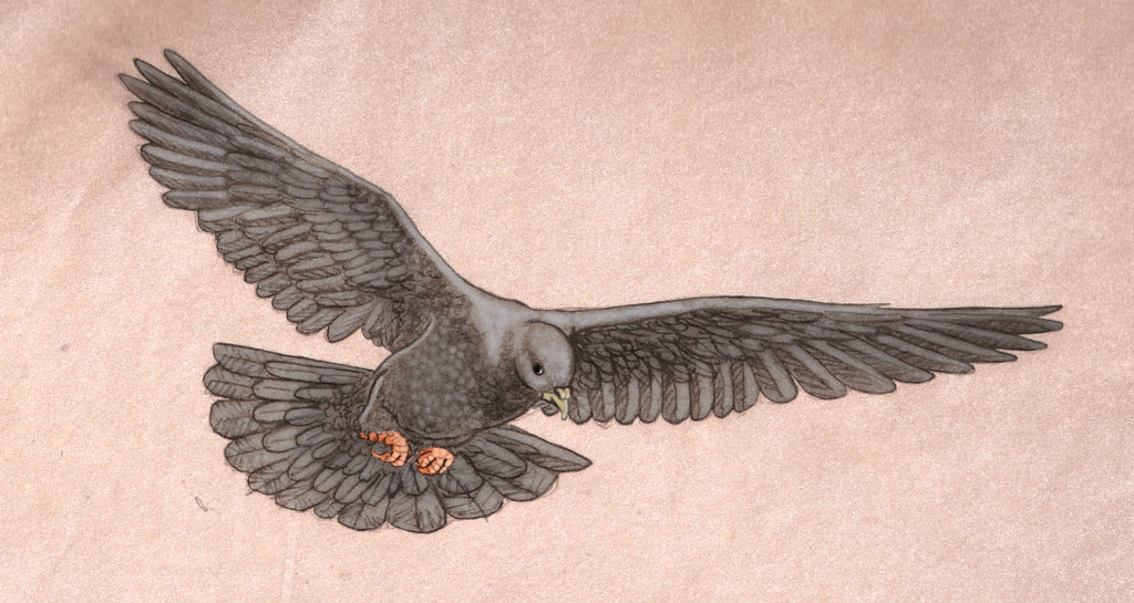 1024x545 Flying Dove By Marcgosselin