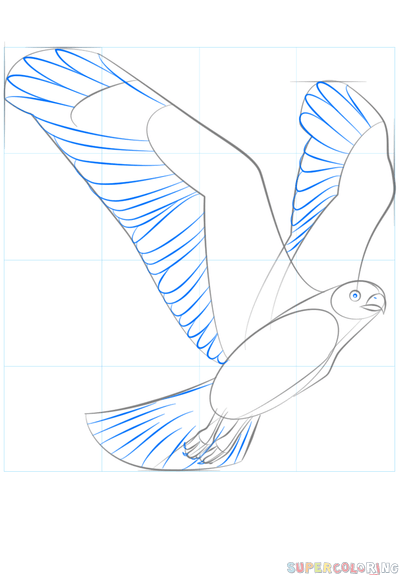 399x575 How To Draw A Hawk Flying Step By Step Drawing Tutorials