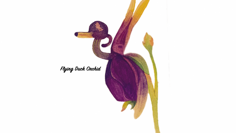 799x450 Flying Duck Orchid Skillshare Projects