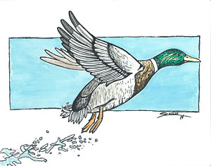 300x235 Flying Ducks Drawings Fine Art America