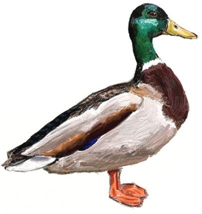 405x429 How To Draw A Duck