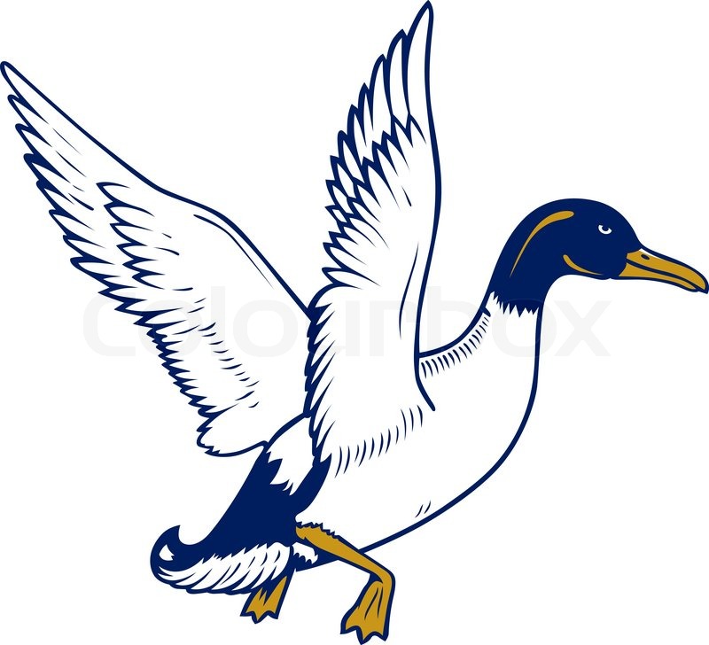 800x728 Vector Cartoon Flying Duck Stock Vector Colourbox