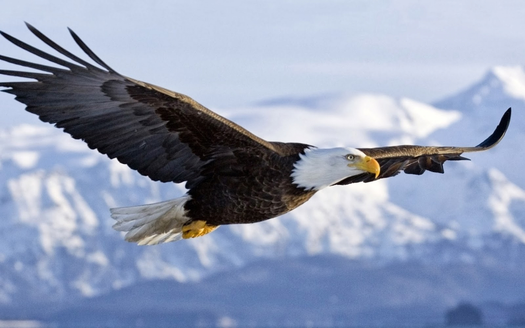 1024x640 Drawing Of An Eagle Flying