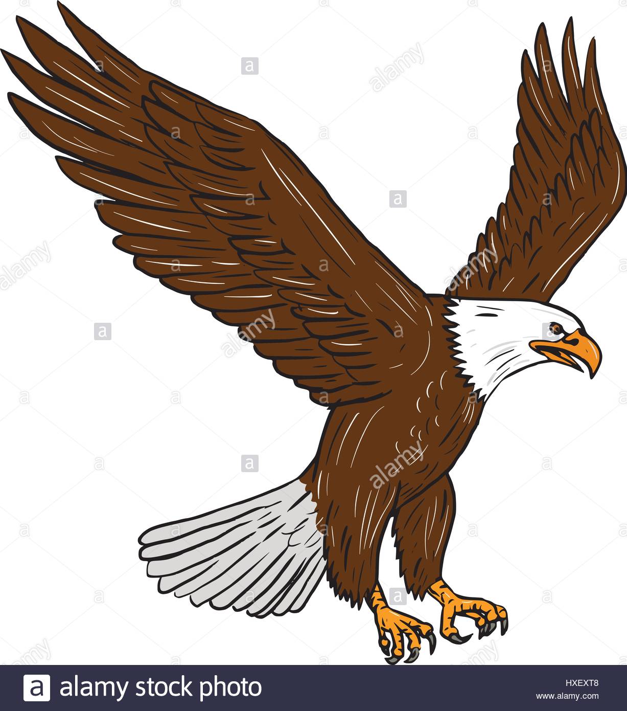 1227x1390 Drawing Sketch Style Illustration Of Bald Eagle Flying Wings