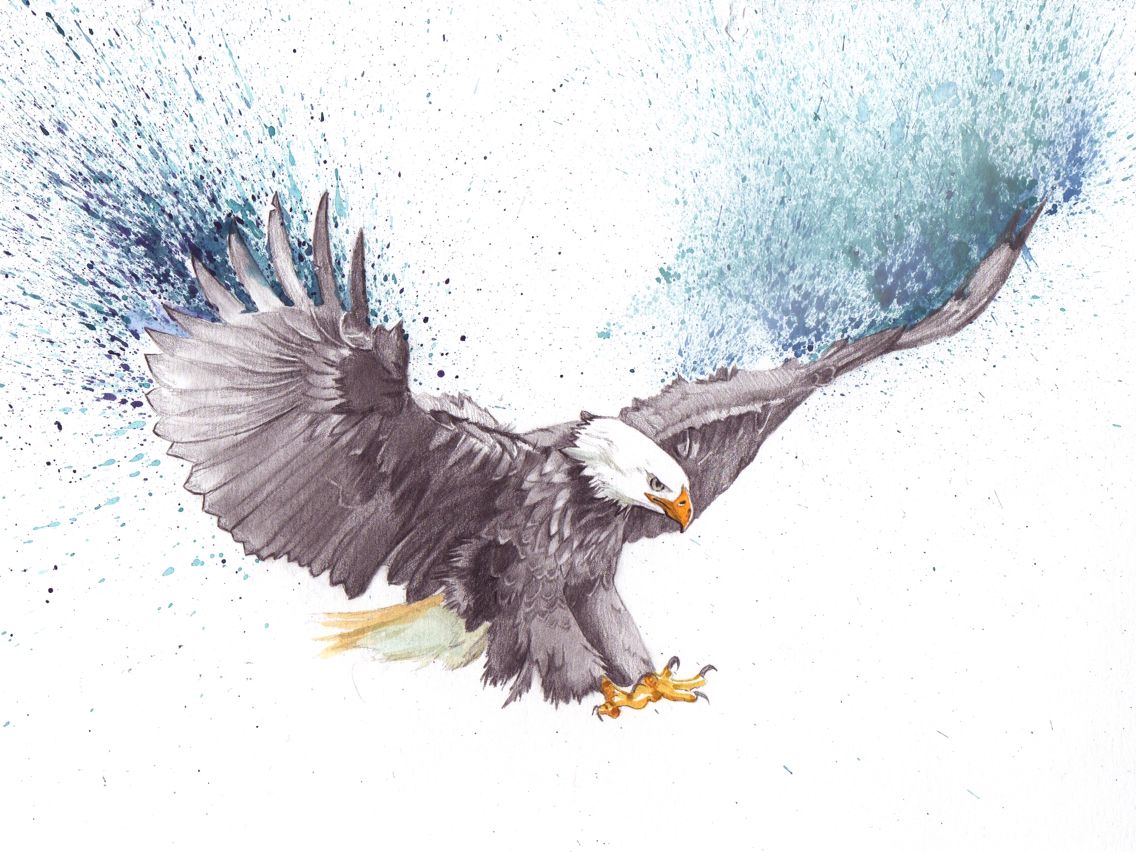 Bald Eagle Pencil Drawing At Getdrawings Free Downloa - vrogue.co