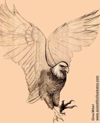 400x494 Bald Eagle Flying, Pencil Study, Gina Mikel Scientific