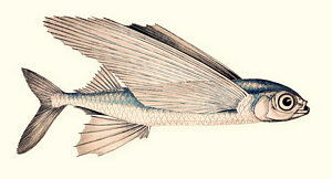 300x162 Flying Fish Drawings Fine Art America