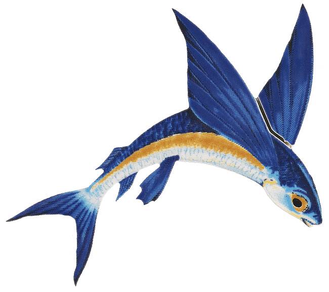 650x577 Flying Fishoctopus