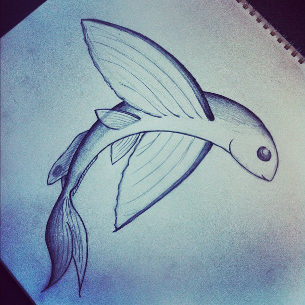 Flying Fish Drawing at GetDrawings | Free download