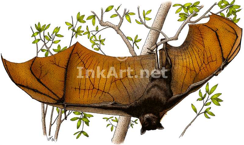 800x476 Malayan Flying Fox Stock Art Illustration