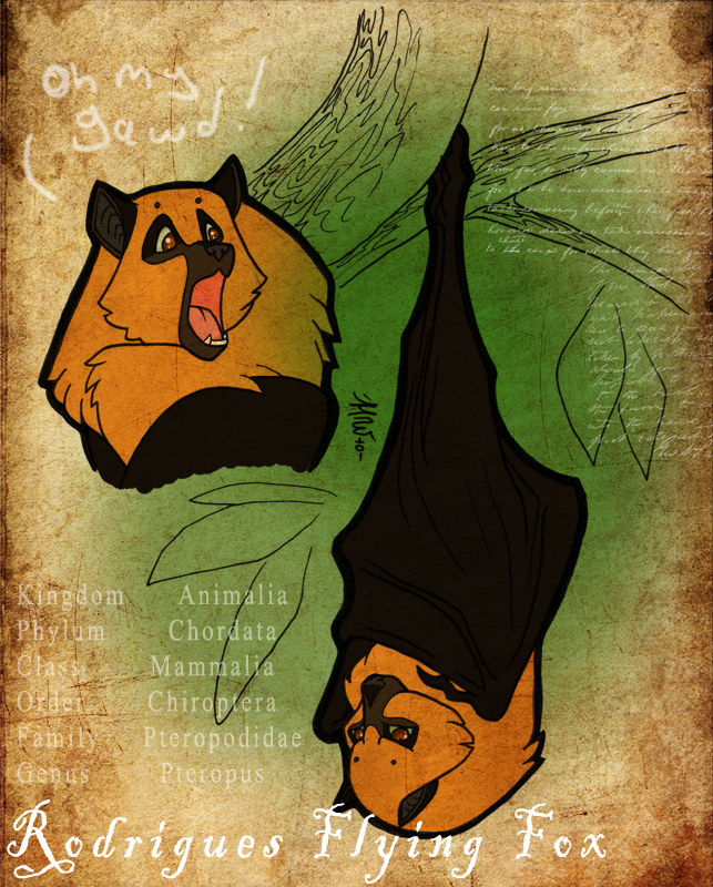 643x800 Rodrigues Flying Fox By Toyoll