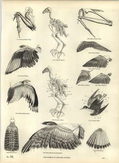 236x324 Pen And Colored Pencil Drawing Of A Flying Mallard Duck.