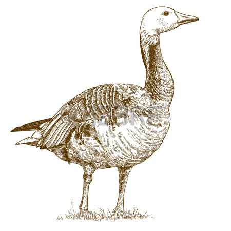 450x450 Vector Antique Engraving Illustration Of Flying Gull Isolated