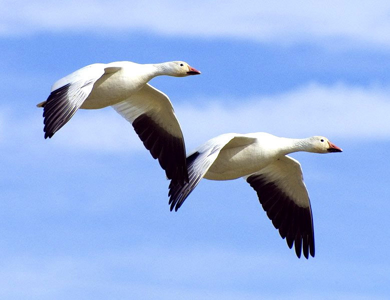 779x600 Flying Geese Images Retired In Delaware Beautiful Photos