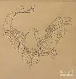 291x300 Flying Hawk Drawings Fine Art America