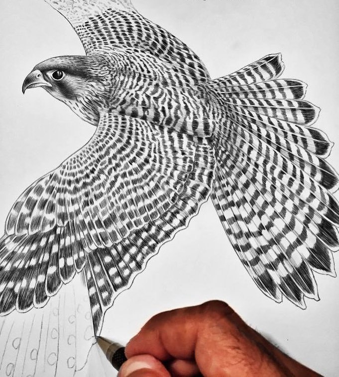 681x758 Tim Jeffs Art Peregrine Falcon Wip 2 I'M Loving This Bird, All