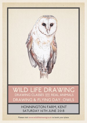 300x423 Drawing Amp Flying Owls Of The World