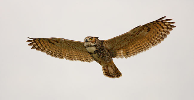 650x337 Great Horned Owl Attacks Great Blue Heron Focusing On Wildlife