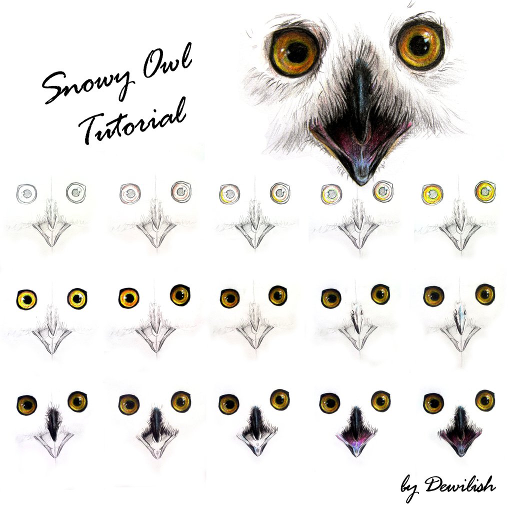 1024x1024 Snowy Owl Tutorial By Dewilish